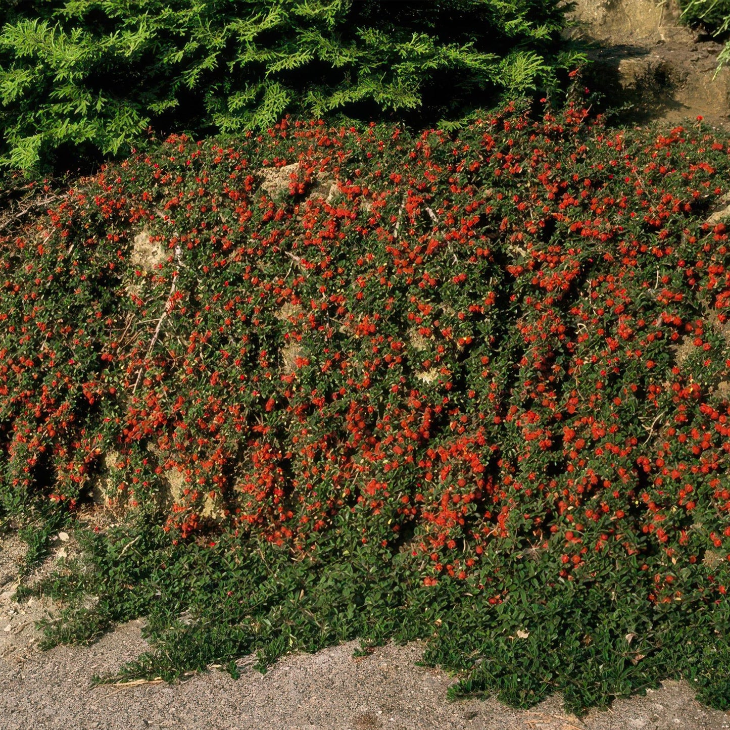 Cotoneaster pr. 'Queen of Carpets' - ↕25cm - Ø9cm - 20x