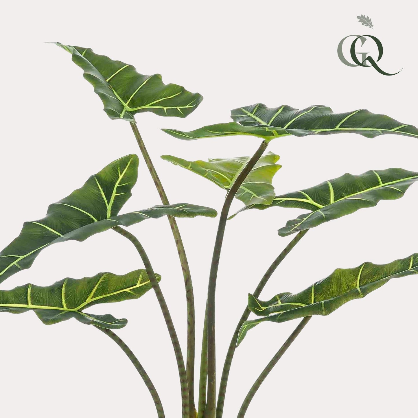 Kunstpflanze Alocasia Frydek - 90 cm Höhe - Stilvolle Kunstpflanze für elegante Innenräume