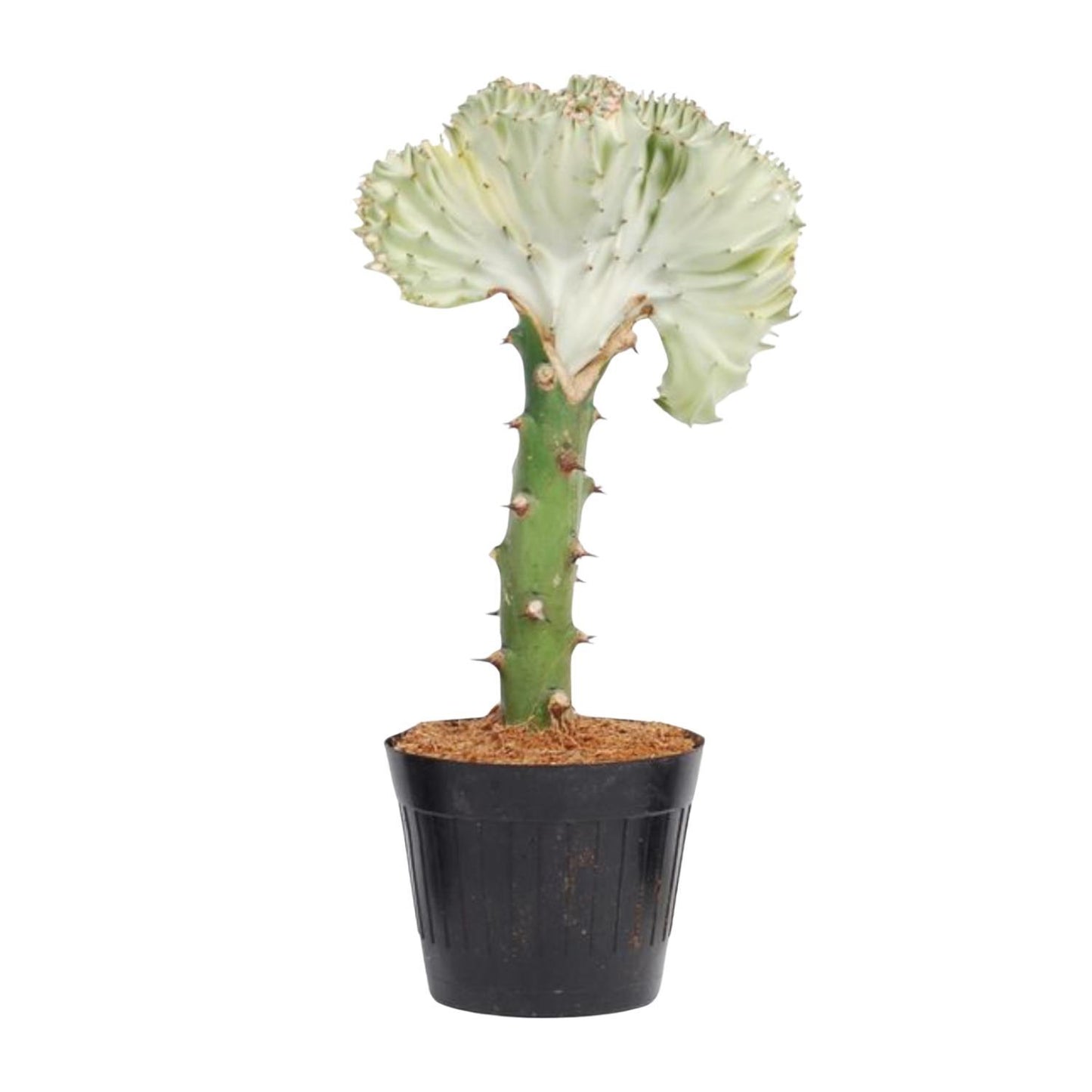 Euphorbia lactea Cristata Weiß - 30 cm - ø10,5