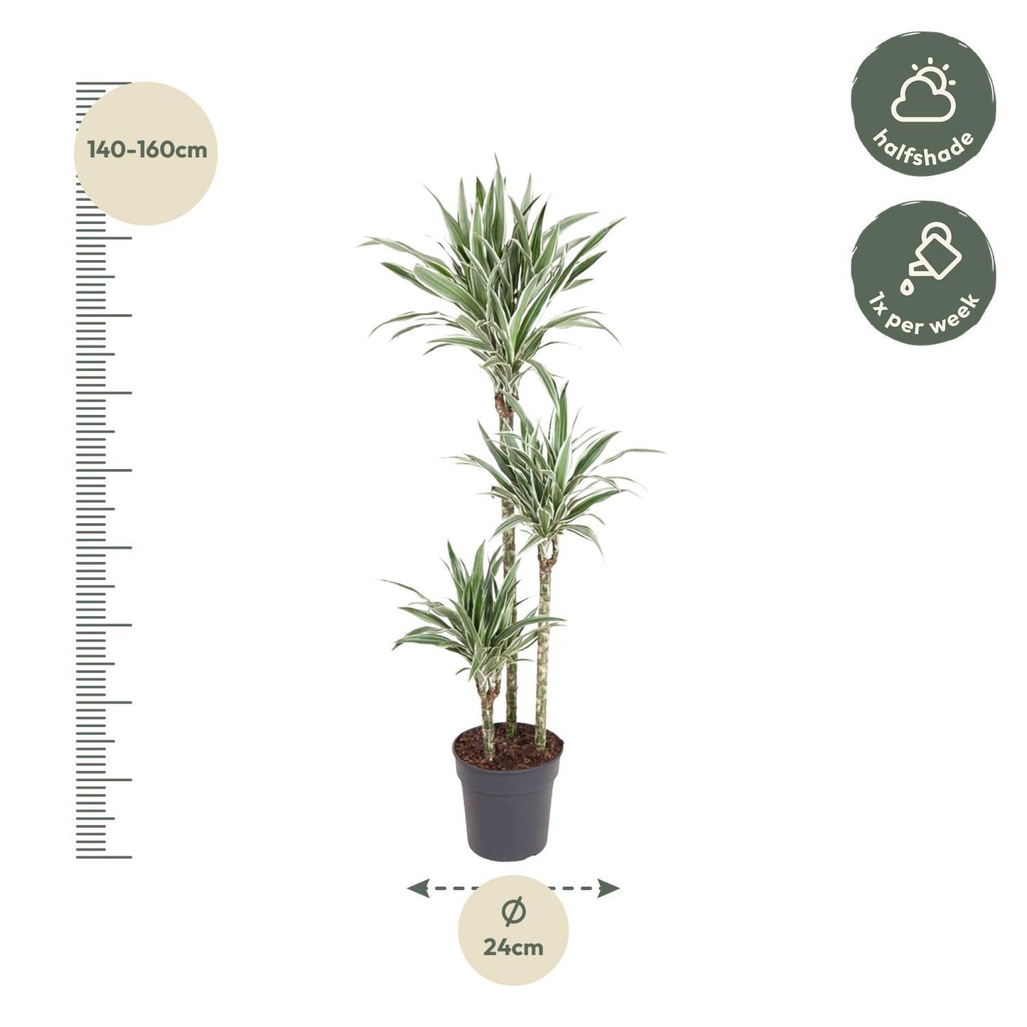 Dracaena White Stripe - 150 cm - ø24