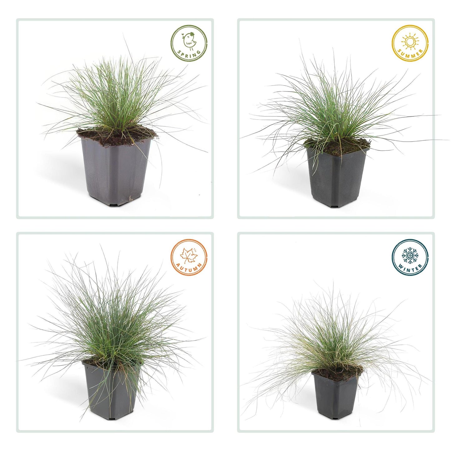 Festuca glauca 'Elijah Bleu' - ↕10-25cm - Ø9cm  - 40x