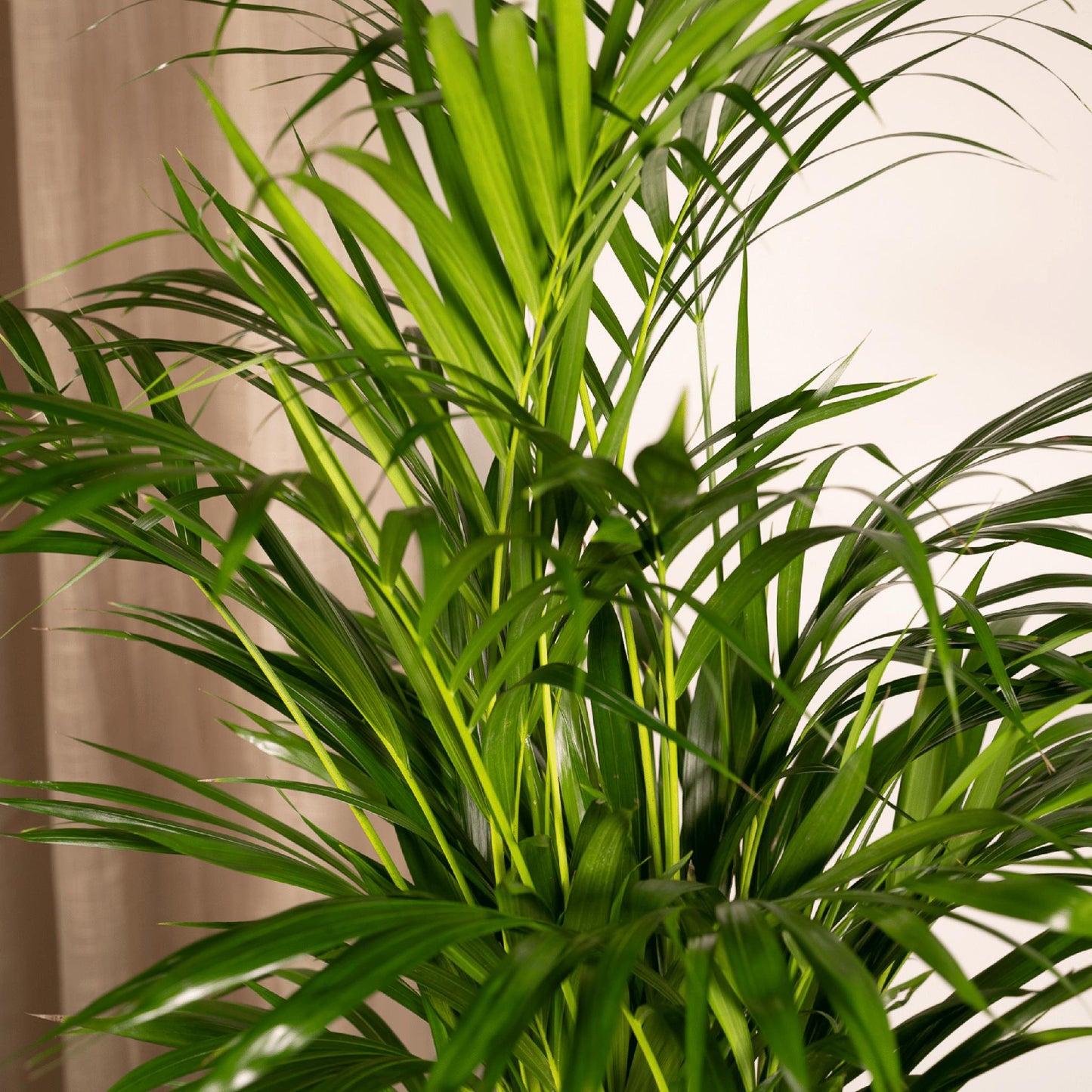 Areca-Palme - 85 cm hoch - Topfgröße Ø19 cm - Exotische Zimmerpflanze für tropisches Flair