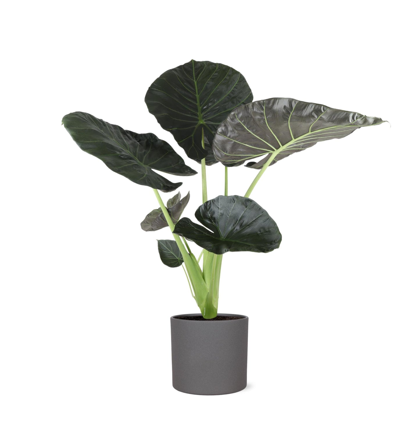 Alocasia Regal Shield mit einem Topfdurchmesser von 24 cm, einer Höhe von 110 cm und einem Era Antrazit-Topf