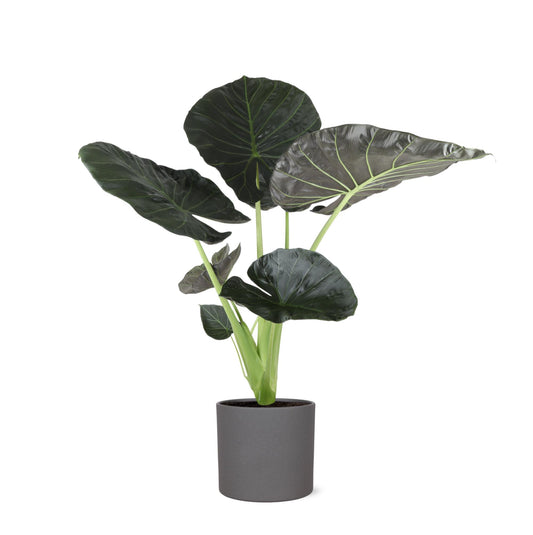 Alocasia Regal Shield mit einem Topfdurchmesser von 24 cm, einer Höhe von 110 cm und einem Era Antrazit-Topf