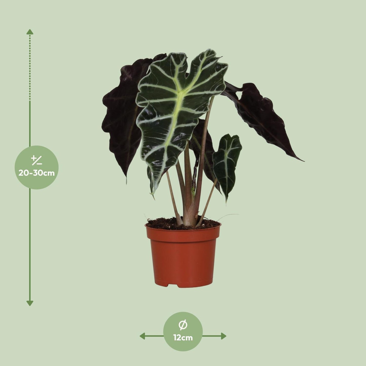 Alocasia Amazonica Polly - 30 cm Höhe - Ø12 cm Topf