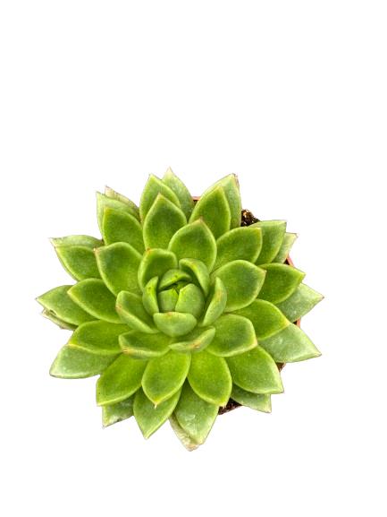 Sukkulenten - Echeveria Agavoides - Ø8,5 cm - Höhe 9-14 cm - 3 Stück