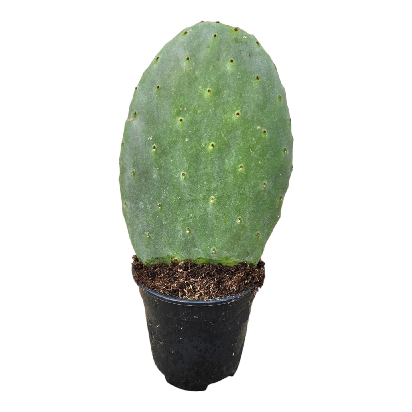 Kaktus Opuntia - 40 cm - Ø17cm