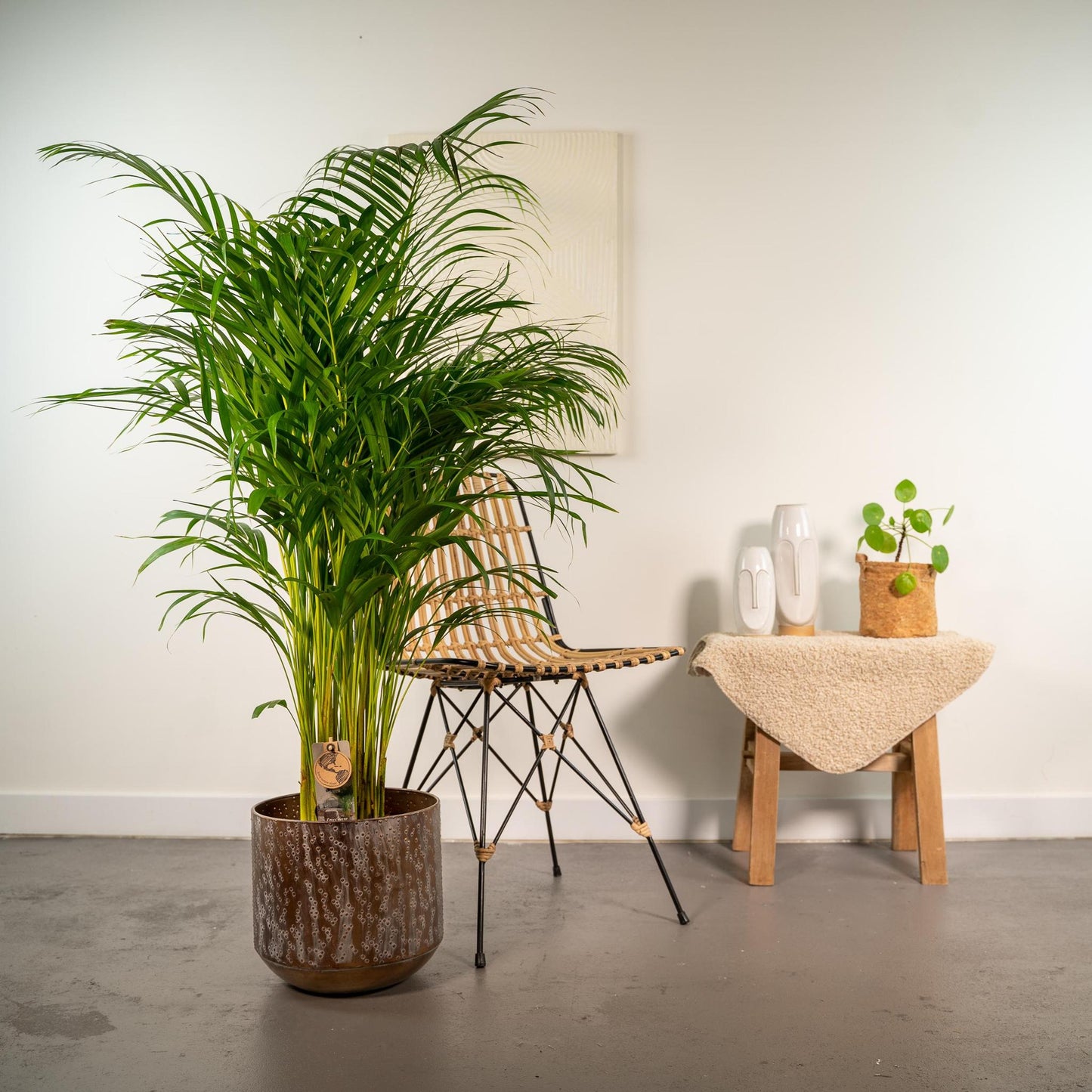 Areca-Palme mit Topf - ↨130cm - Ø24cm