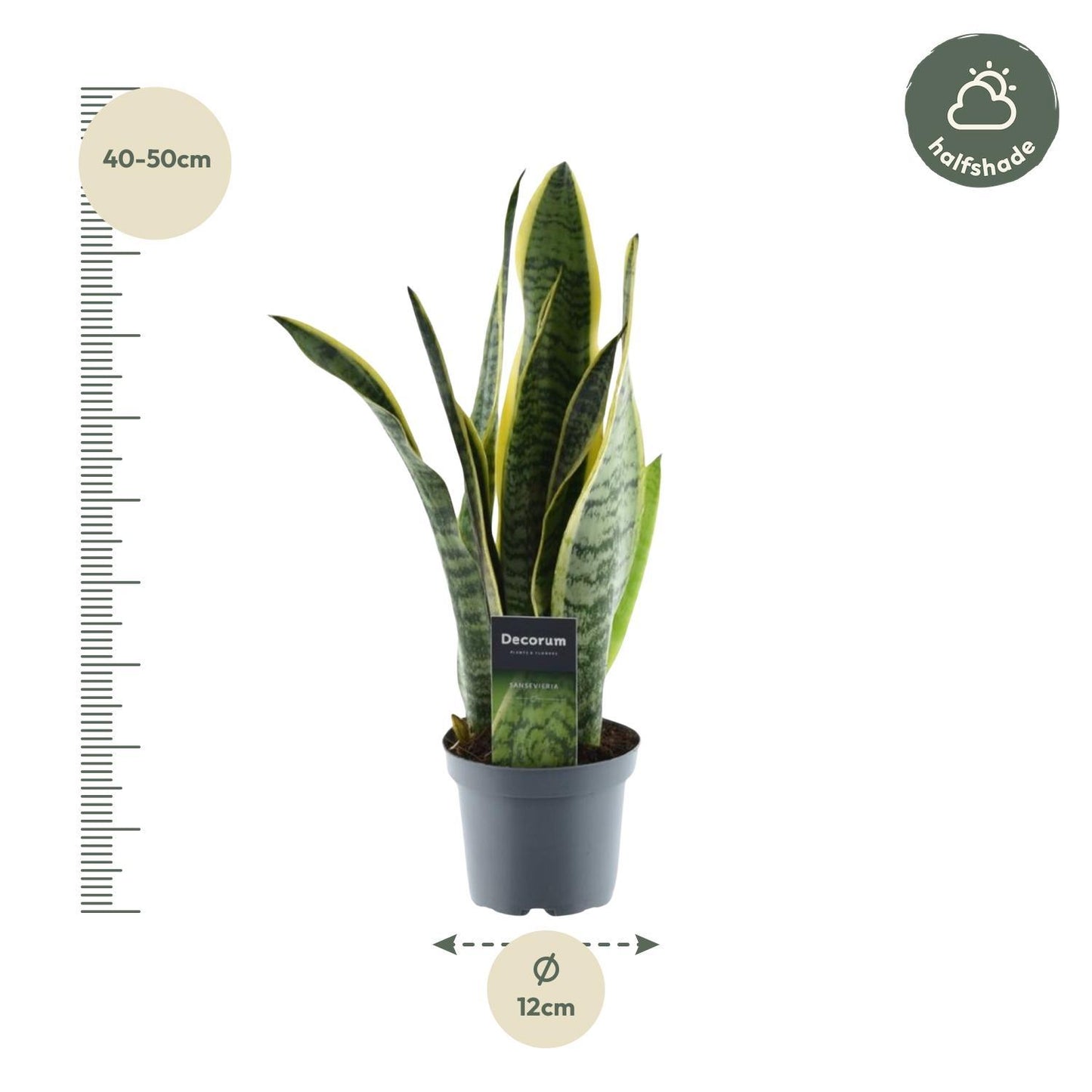 Sansevieria Laurentii - 45 cm - ø12 cm