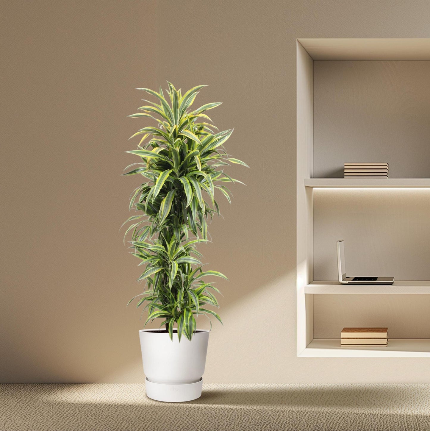 Dracaena Lemon Lime - 170 cm - ø34