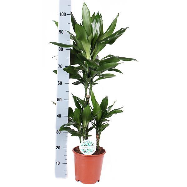 Dracaena Janet Lind Ø21cm - ↕90cm  in Vibes WIT Topf