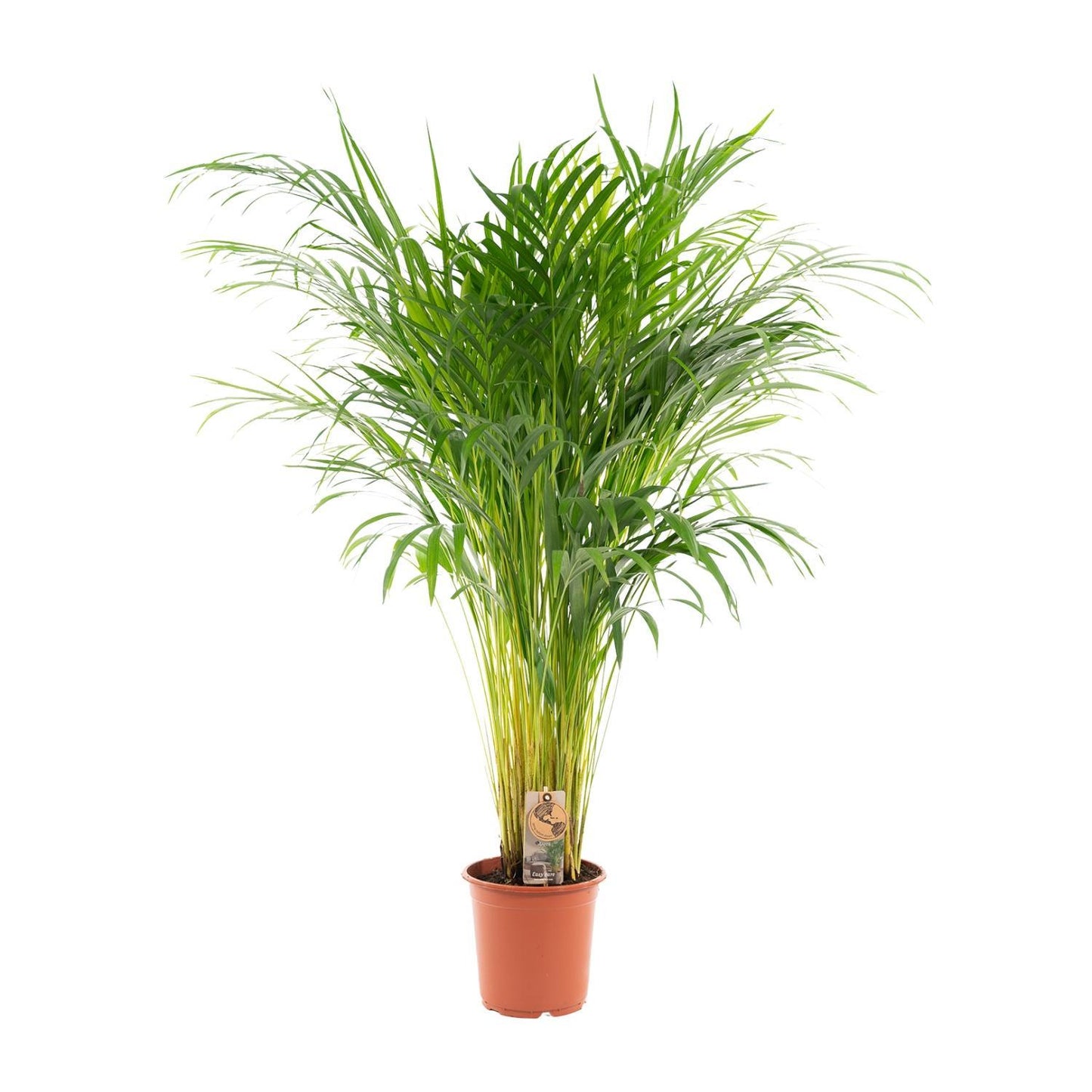 Areca-Palme - Ø21cm - ↕110cm