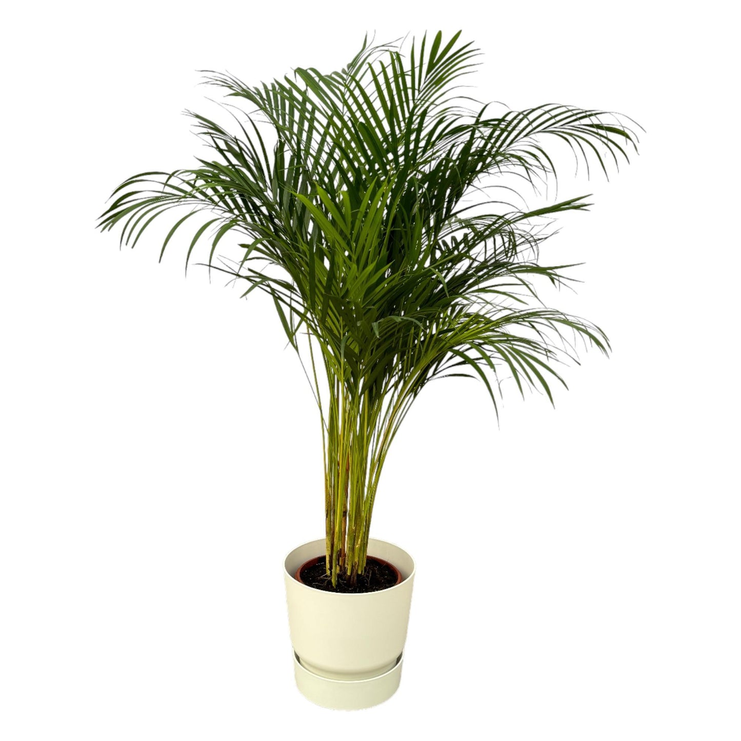 Areca Palme - 130 cm hoch - Ø24cm inkl. Weißem Greenville Topf D30xH28 | Dekorative Zimmerpflanze