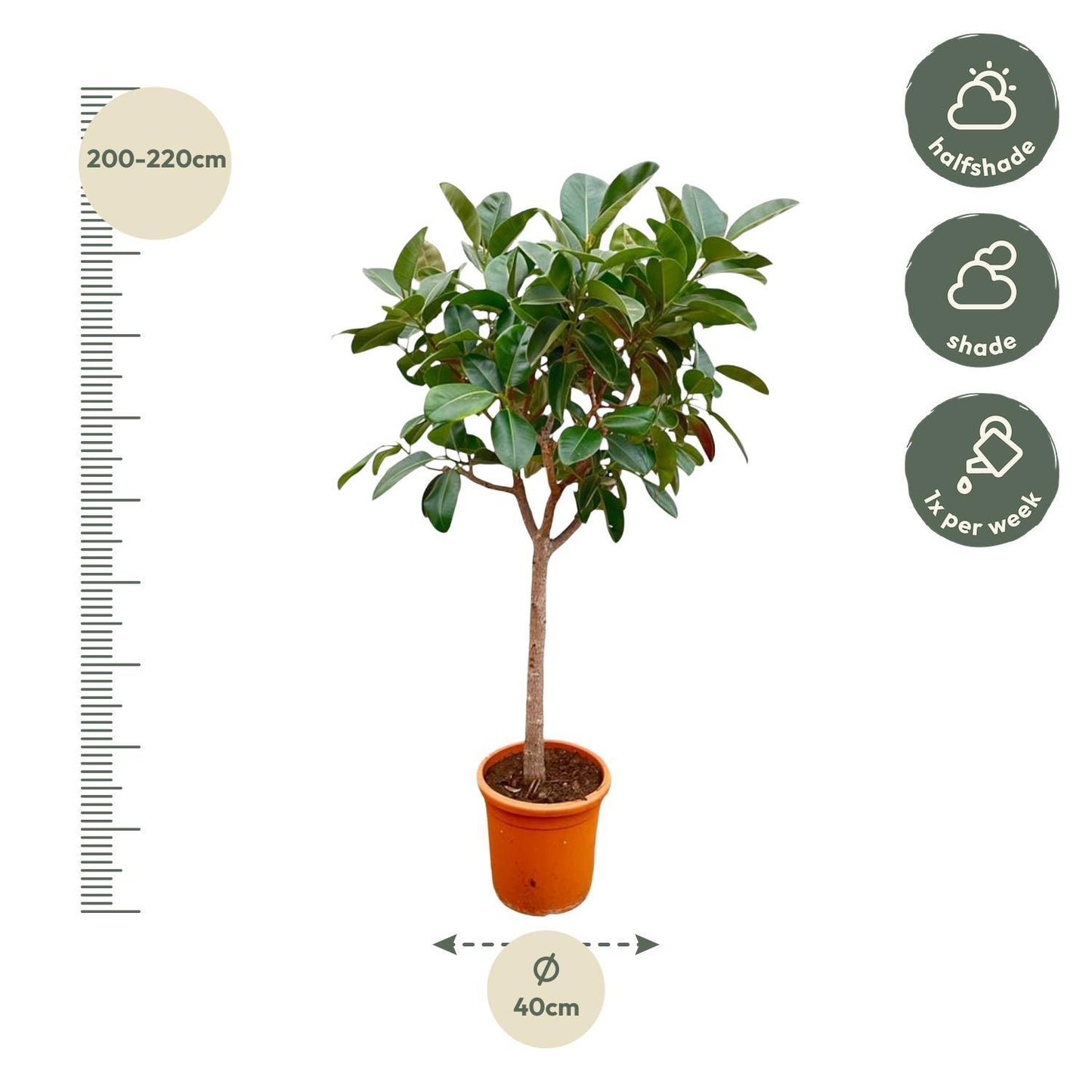 Ficus Elastica Robusta am Stamm - 210cm - ø40