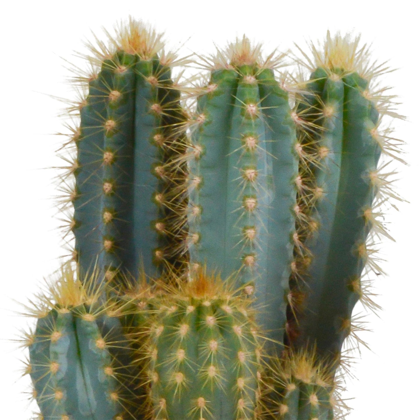 Pilosocereus azureus - 12cm