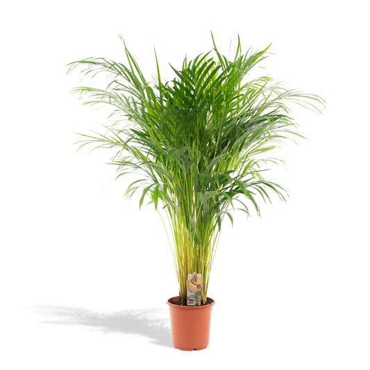 Areca-Palme - Ø21cm - ↕110cm