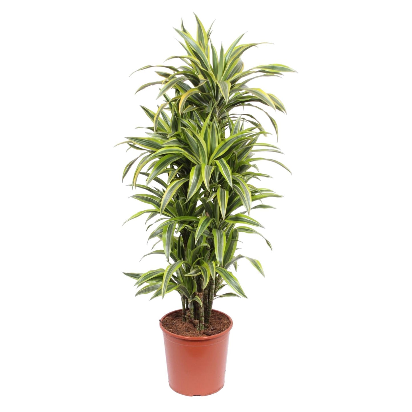 Dracaena Lemon Lime - 150 cm - ø30