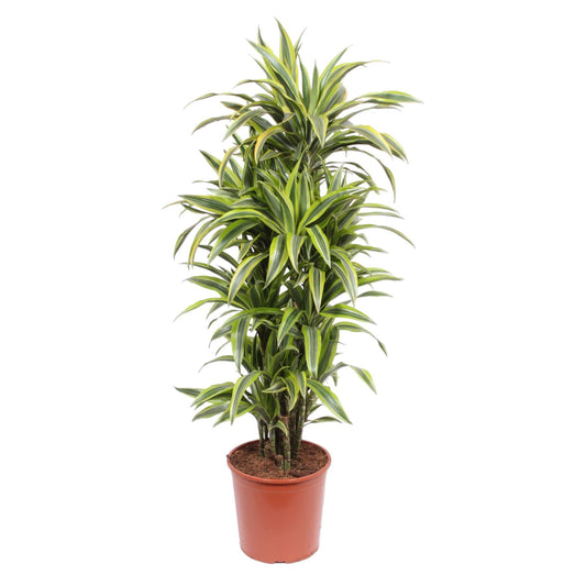 Dracaena Lemon Lime - 150 cm - ø30