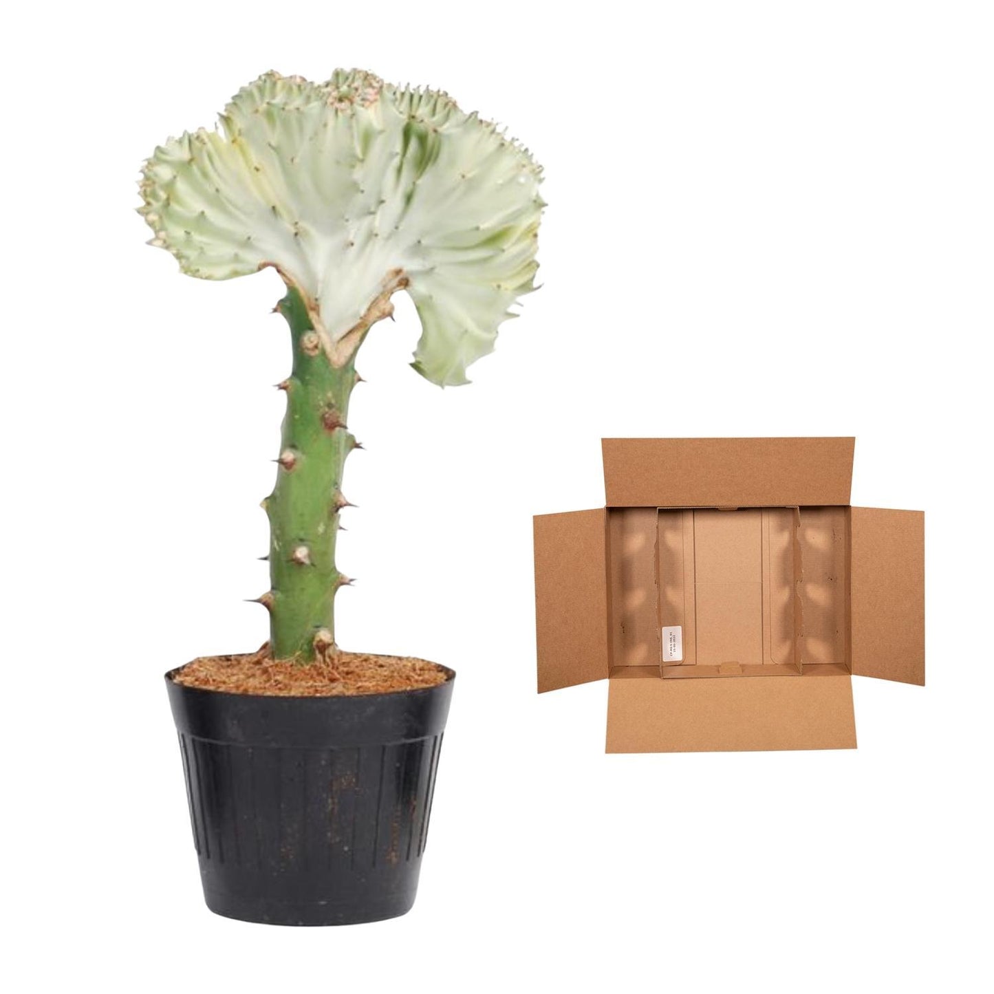 Euphorbia lactea Cristata Weiß – 35 cm – Ø12 cm