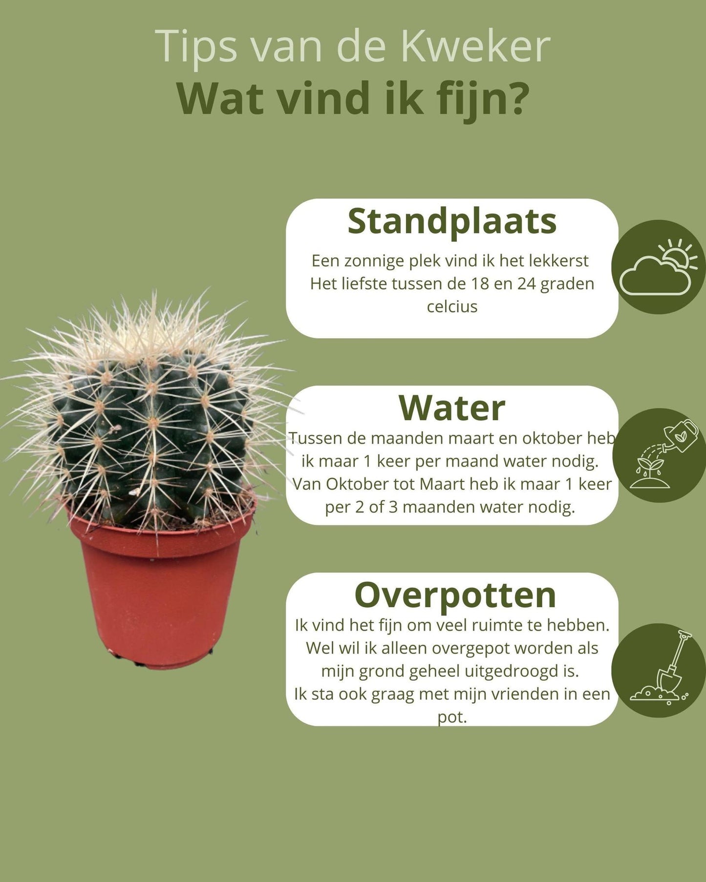 Cactus- Echiocactus Grusonii- 24cmØ- 23-28cm hoog - Normal - Ø10.5 cm - 3x - ↕13 - 17 cm