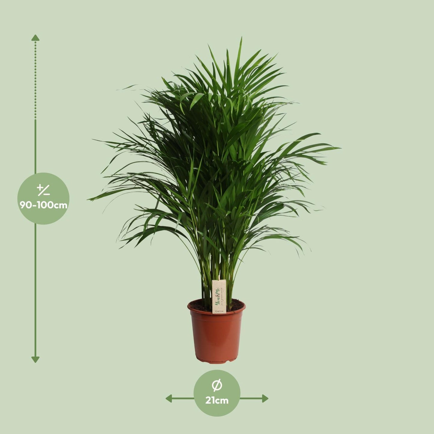 Areca Palme (Dypsis Lutescens) - Ø21cm - ↕100cm