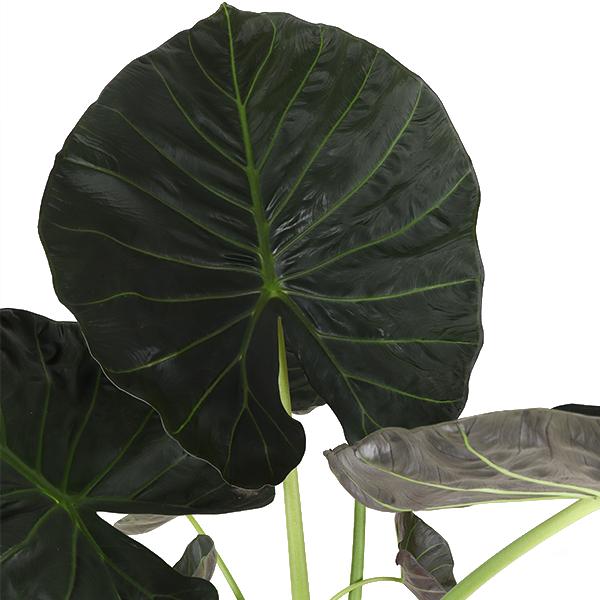 Alocasia Regal Shield mit einem Topfdurchmesser von 24 cm, einer Höhe von 110 cm und einem Era Antrazit-Topf