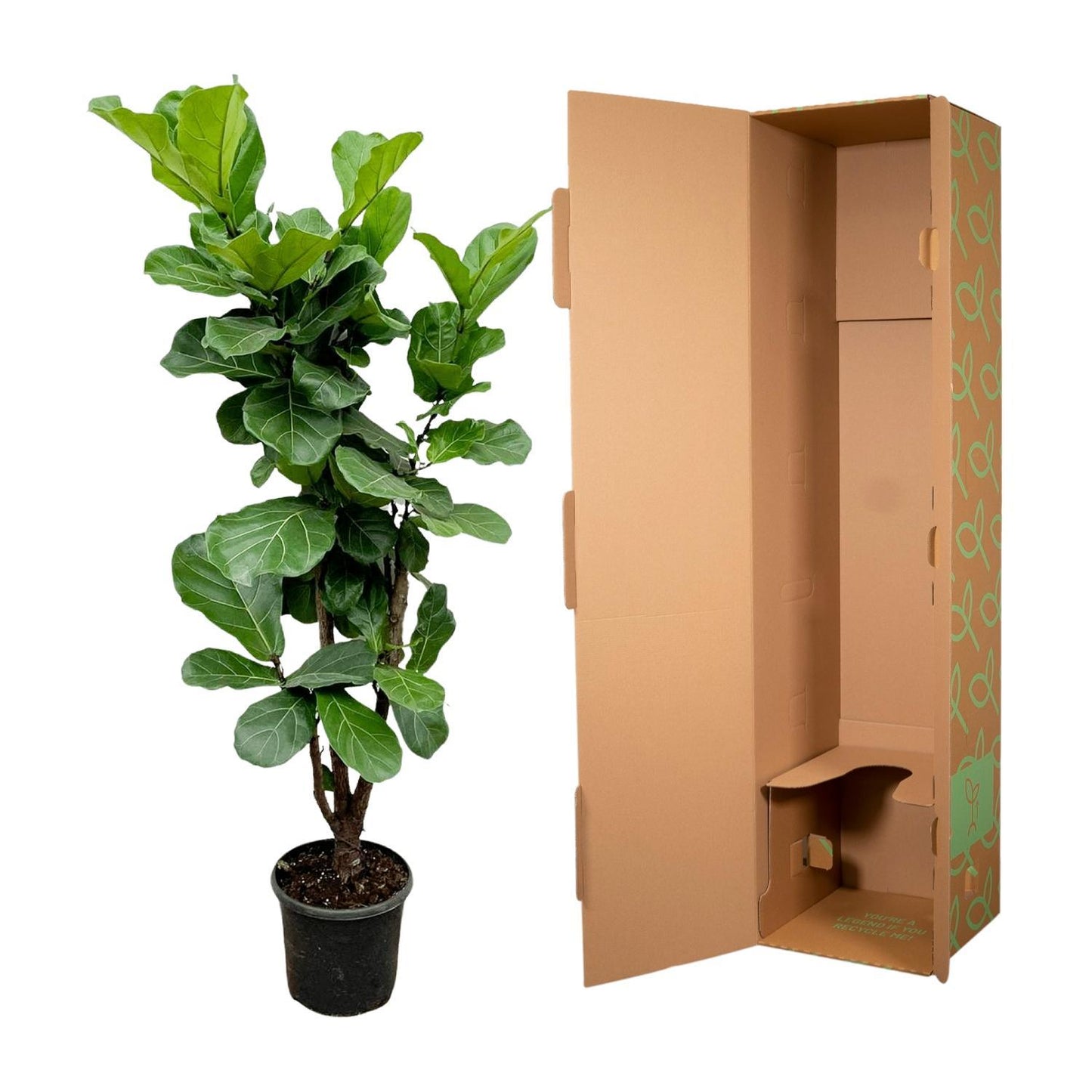 Ficus Lyrata vertakt - 180cm - ⌀30