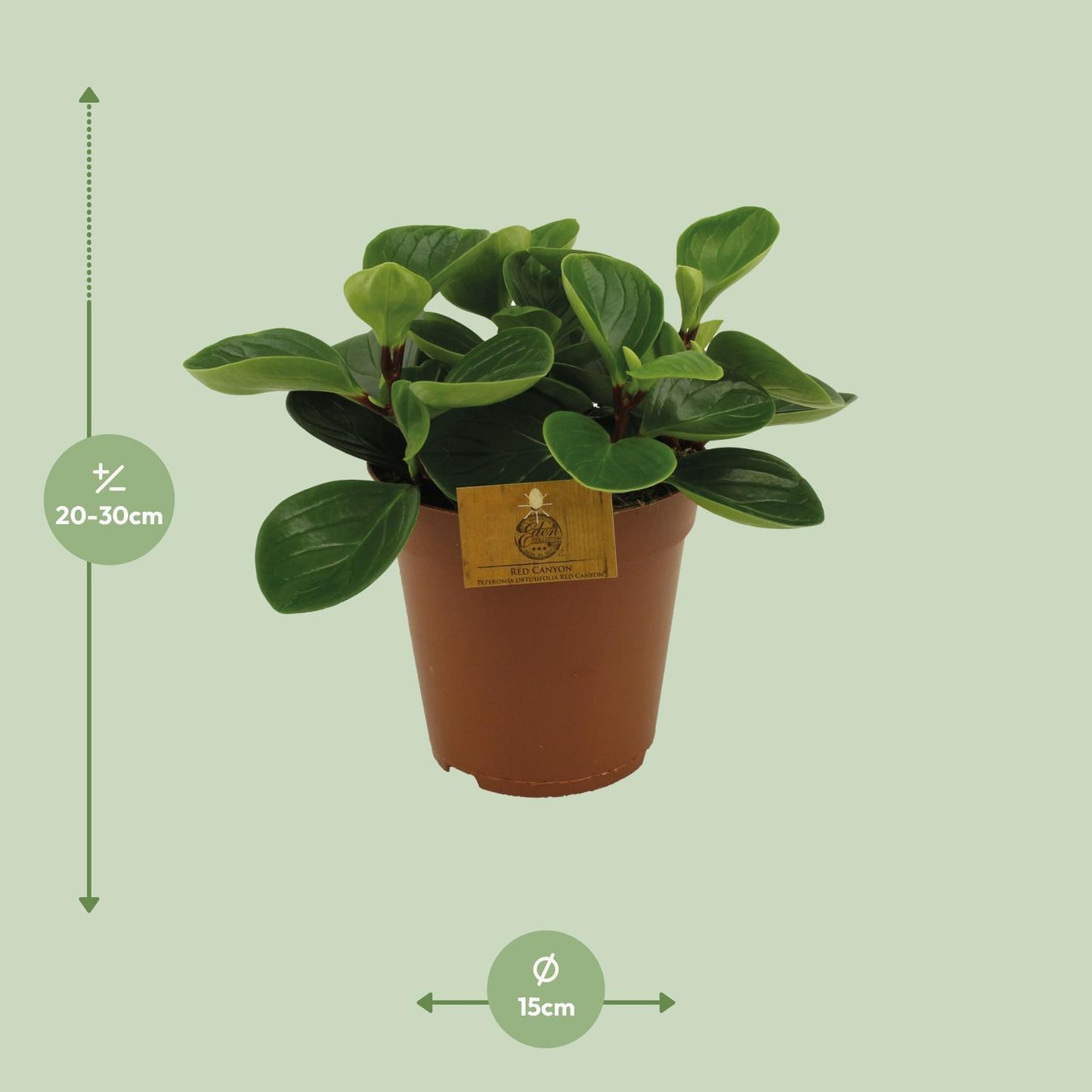 Peperomia Red Canyon – Auffällige Zimmerpflanze mit einzigartigen roten Blättern (Ø 15 cm, Höhe 25 cm