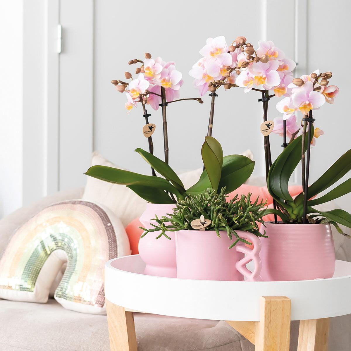 Kolibri Orchids | COMBI DEAL von 2 Rosa Phalaenopsis Orchideen - Andorra - Topfgröße Ø9cm | blühende Zimmerpflanze - frisch vom Züchter