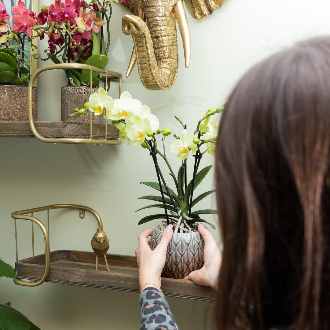 Gelbe Phalaenopsis-Orchidee Topfgröße Ø9cm|blühende Zimmerpflanze - frisch vom Züchter