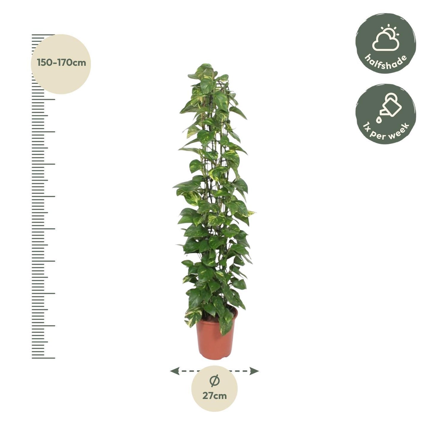 Epipremnum Aureum - 160 cm - ø27