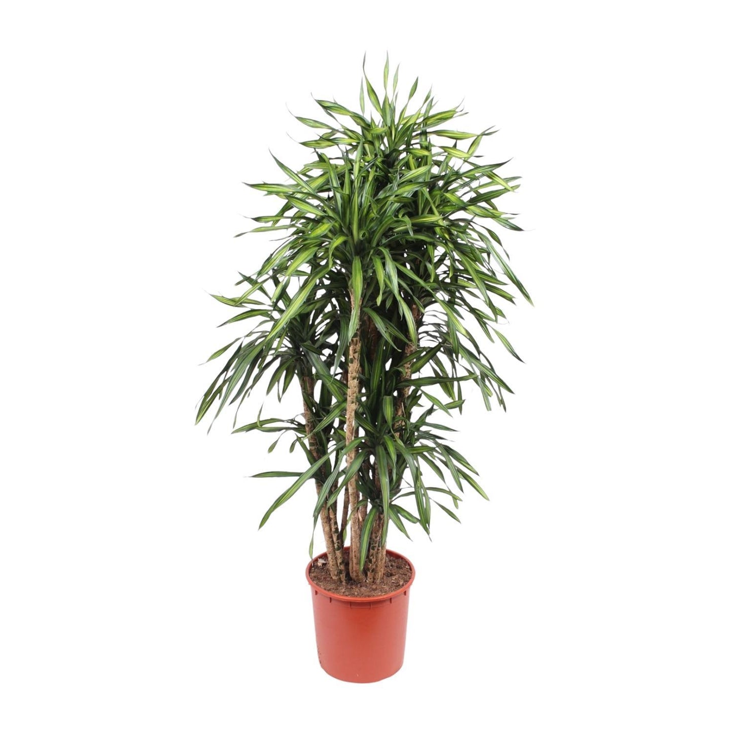 Dracaena Riki - 170 cm - ø34