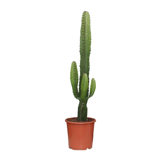 Euphorbia Acrurensis - Ø17 - ↨70cm