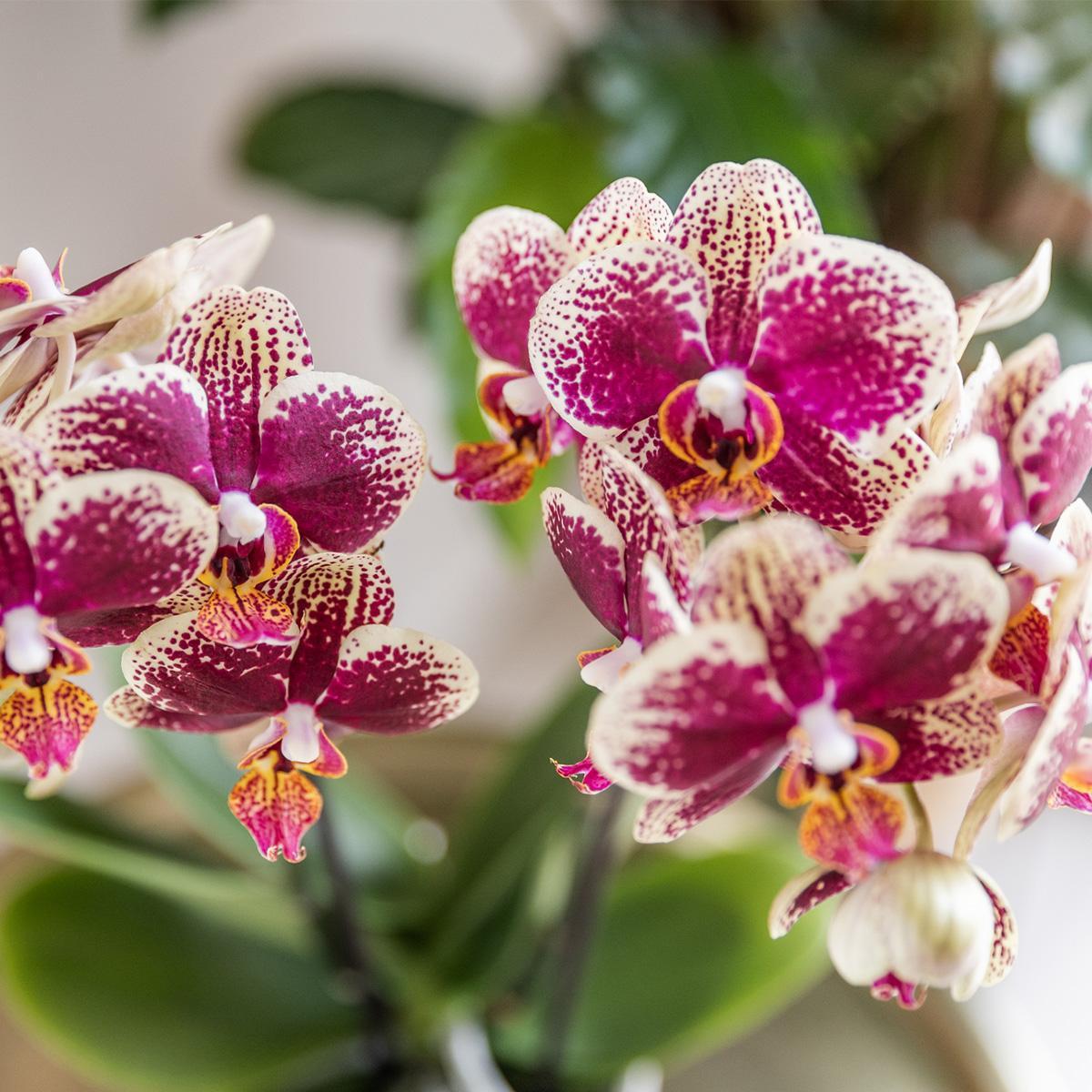 Gelbe rote Phalaenopsis-Orchidee - Spanien - Topfgröße Ø9cm | blühende Zimmerpflanze - frisch vom Züchter