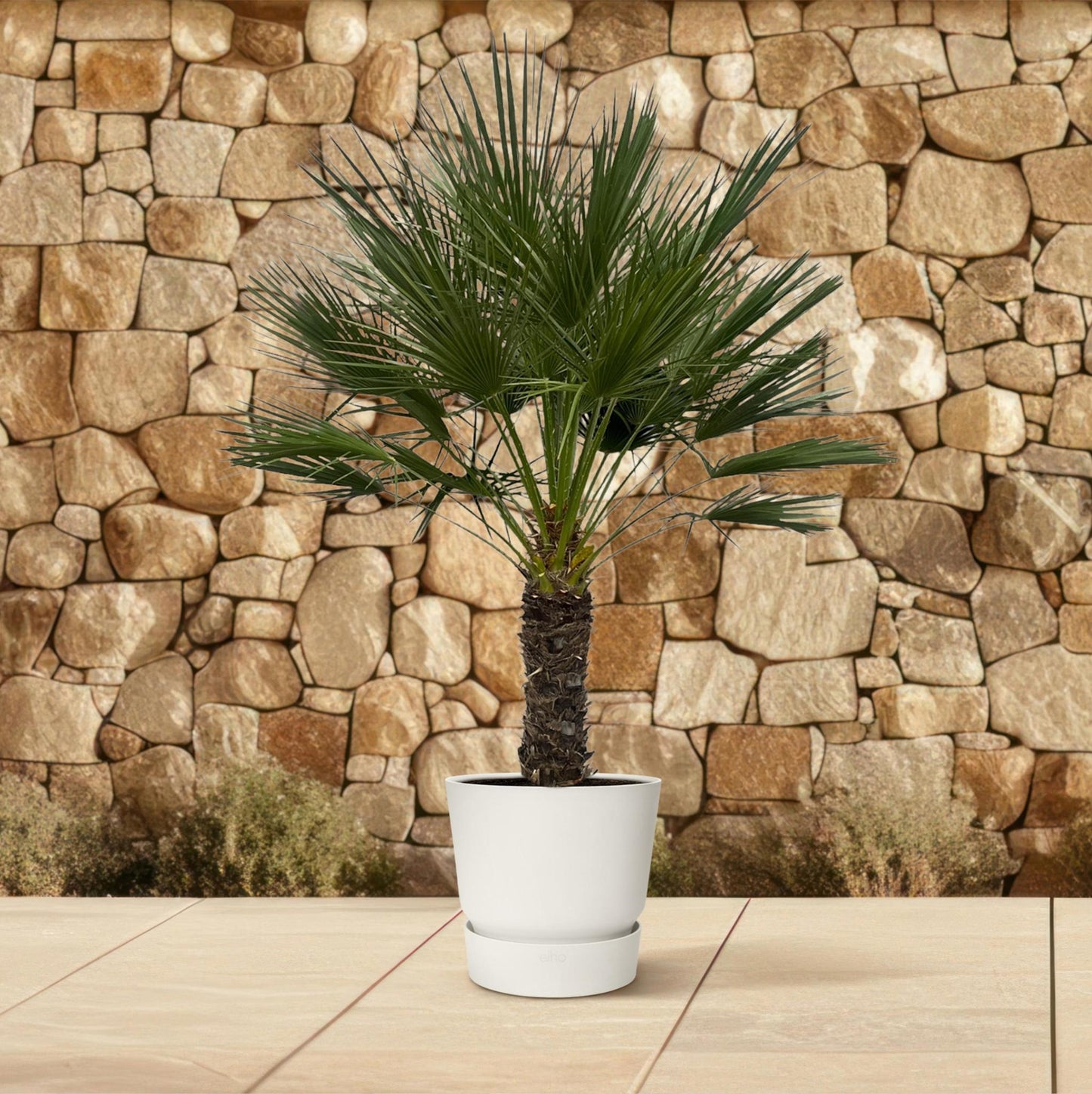 Chamaerops Humilis - 180 cm - Ø45cm