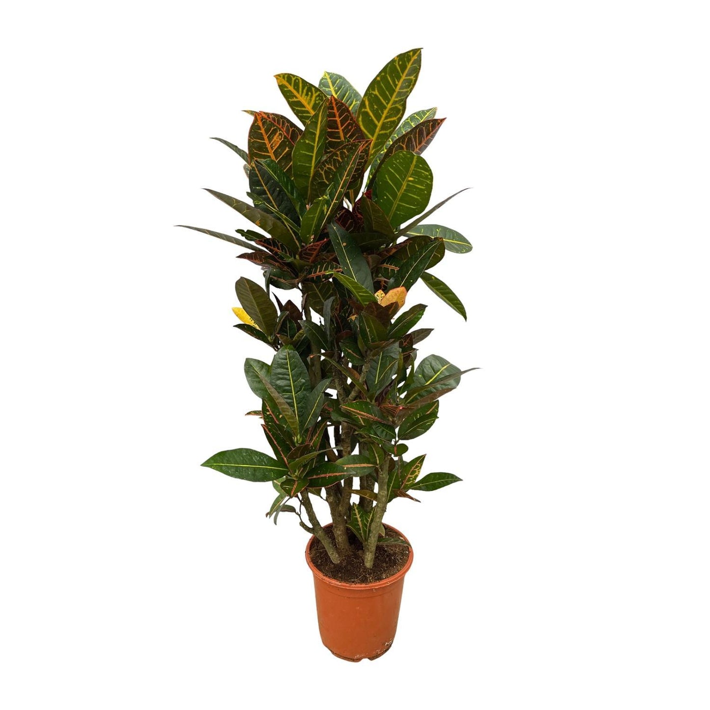 Codiaeum (Croton) Petra Vertakt - 100 cm - Ø21 cm | Farbintensive Zimmerpflanze für einen Hauch Exotik