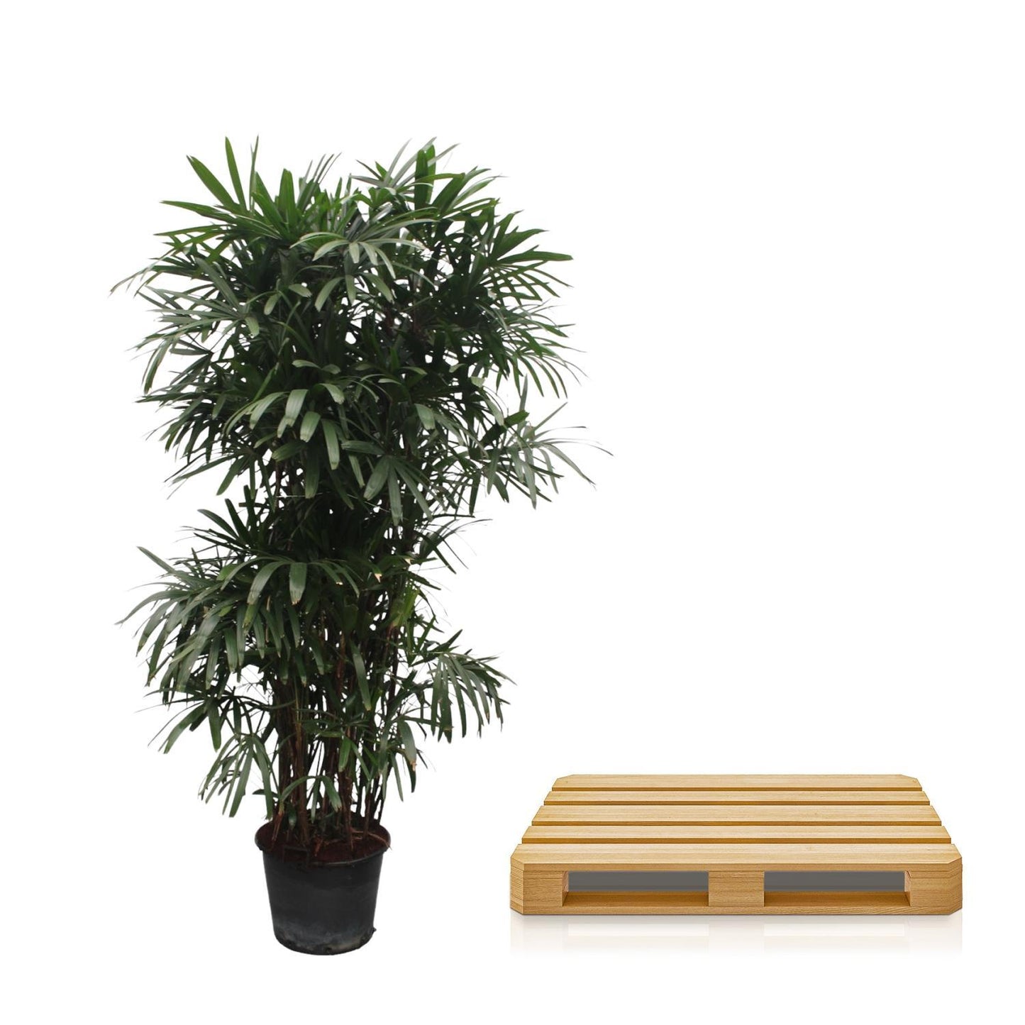 Rhapis Excelsa - 260 cm - ø50 cm