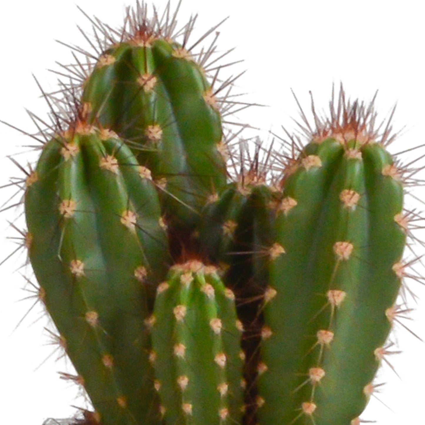 Cereus-Mischung 10,5 cm - 3x - im weißen Topf