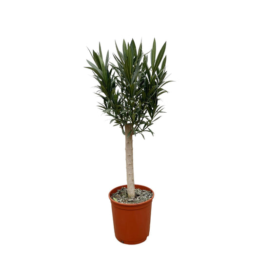 Nerium Oleander am Stiel mit weißer Blüte - 110cm - Ø22