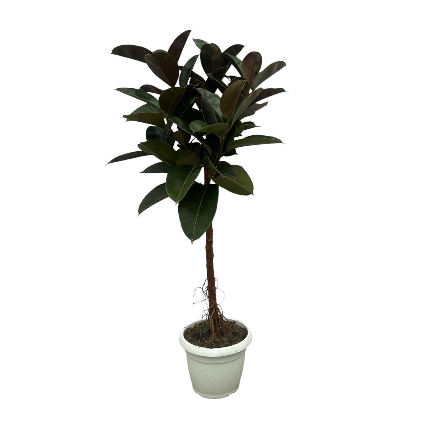 Ficus Elastica Robusta stam - 140 cm - Ø32cm