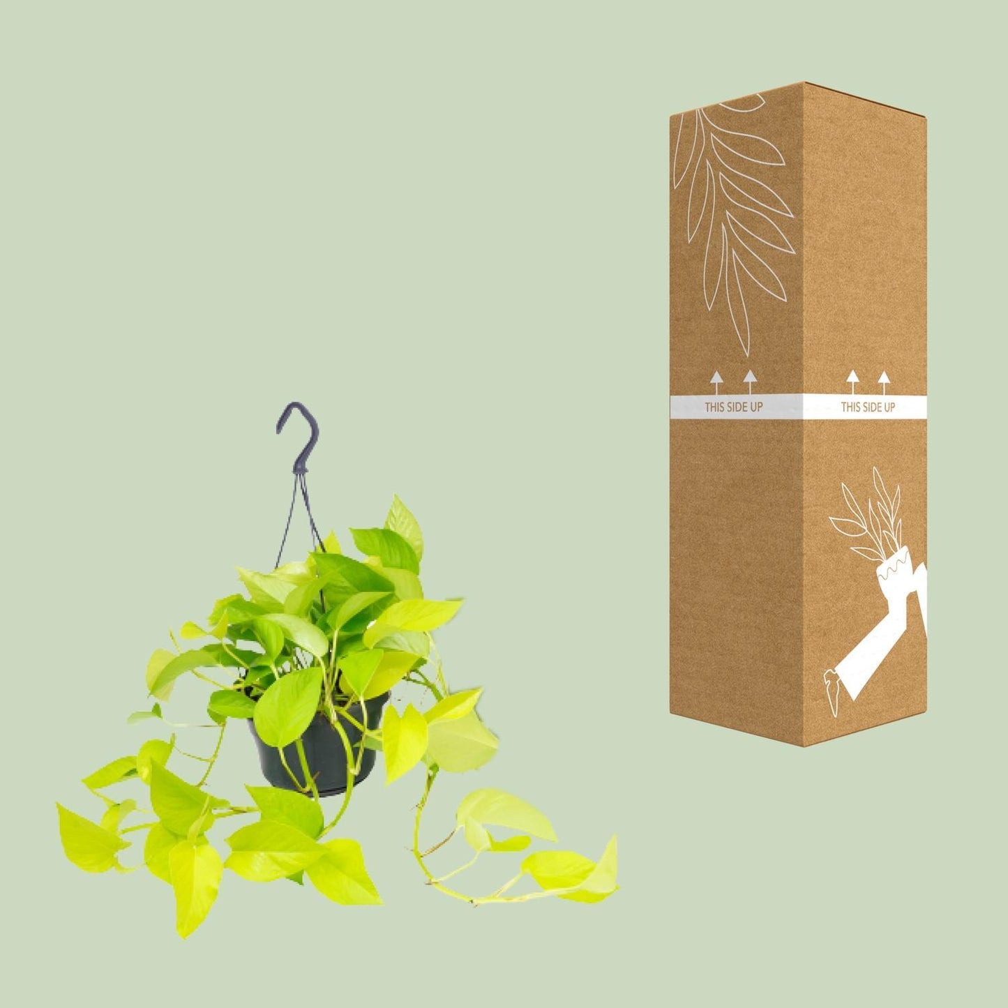 Epipremnum Golden Pothos - Ø15 - ↨25cm