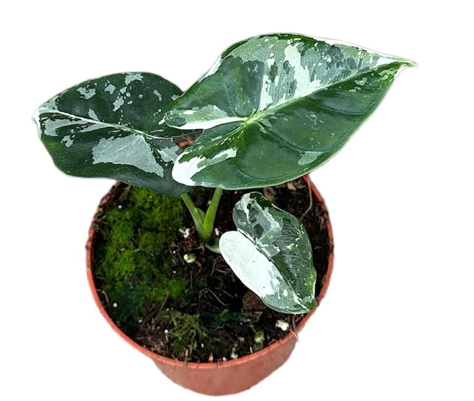 Alocasia Micholitziana 'Frydek' | Grünes Juwel | Samtblättrige Mini-Tropenschönheit | Ø10,5cm Topf, ↕15cm Höhe