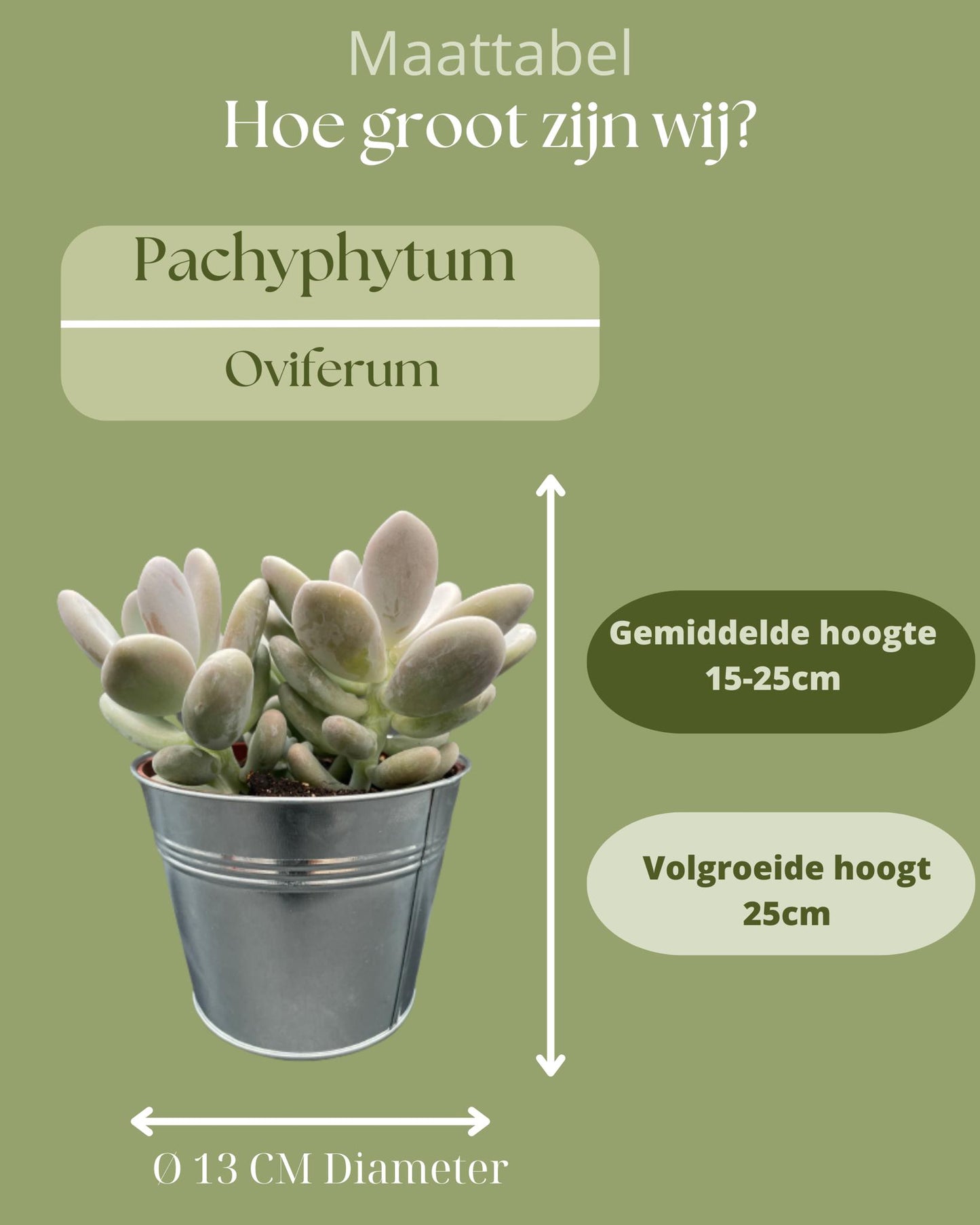 Succulenten- Pachyphytum Oviferum -12cmØ- 15-20cm Groß- (3 Stück) - Zinc - Ø13 cm