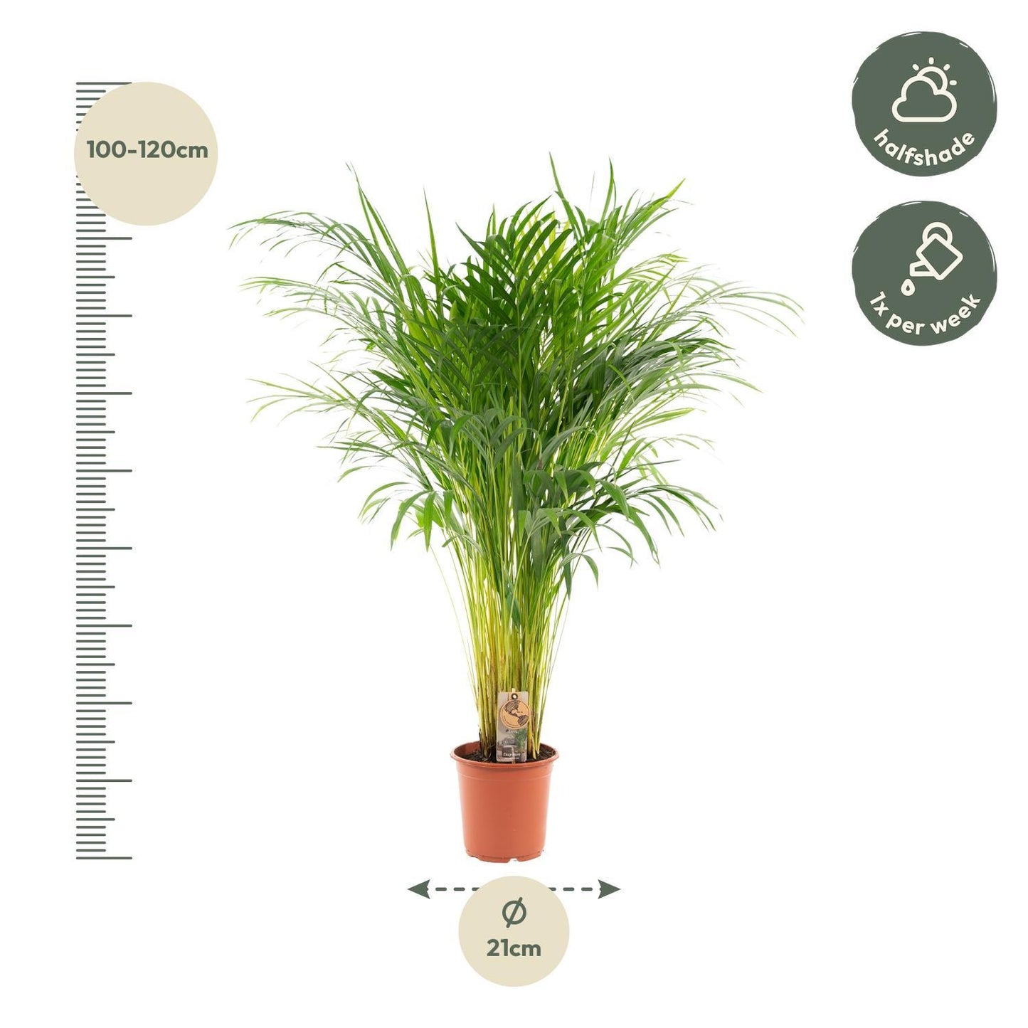 Areca-Palme - Ø21cm - ↕110cm