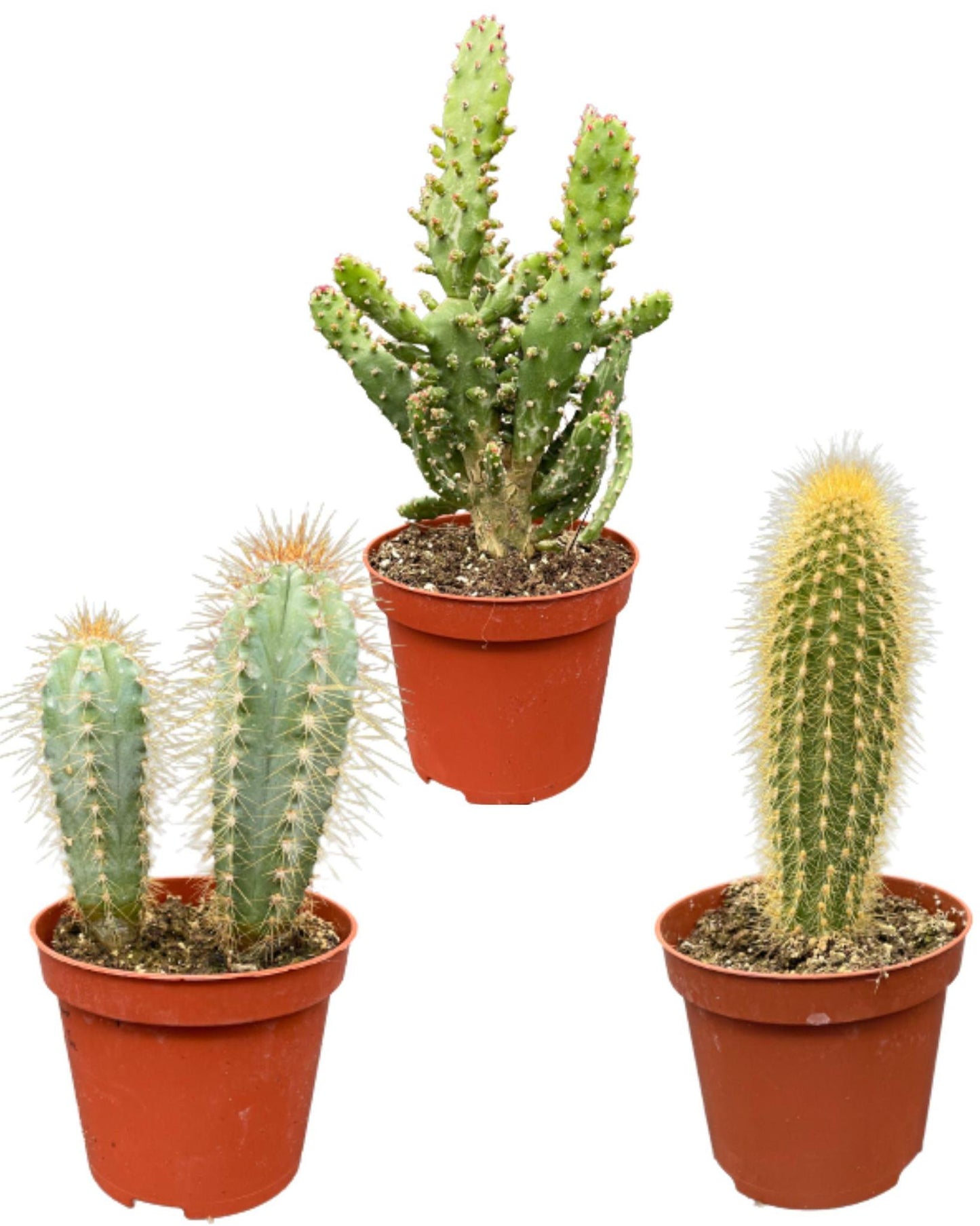 Cactus Palen Mix - 8.5cmØ- 15-20cm hoog - (3 Stuks) - Normal - Ø8.5 cm