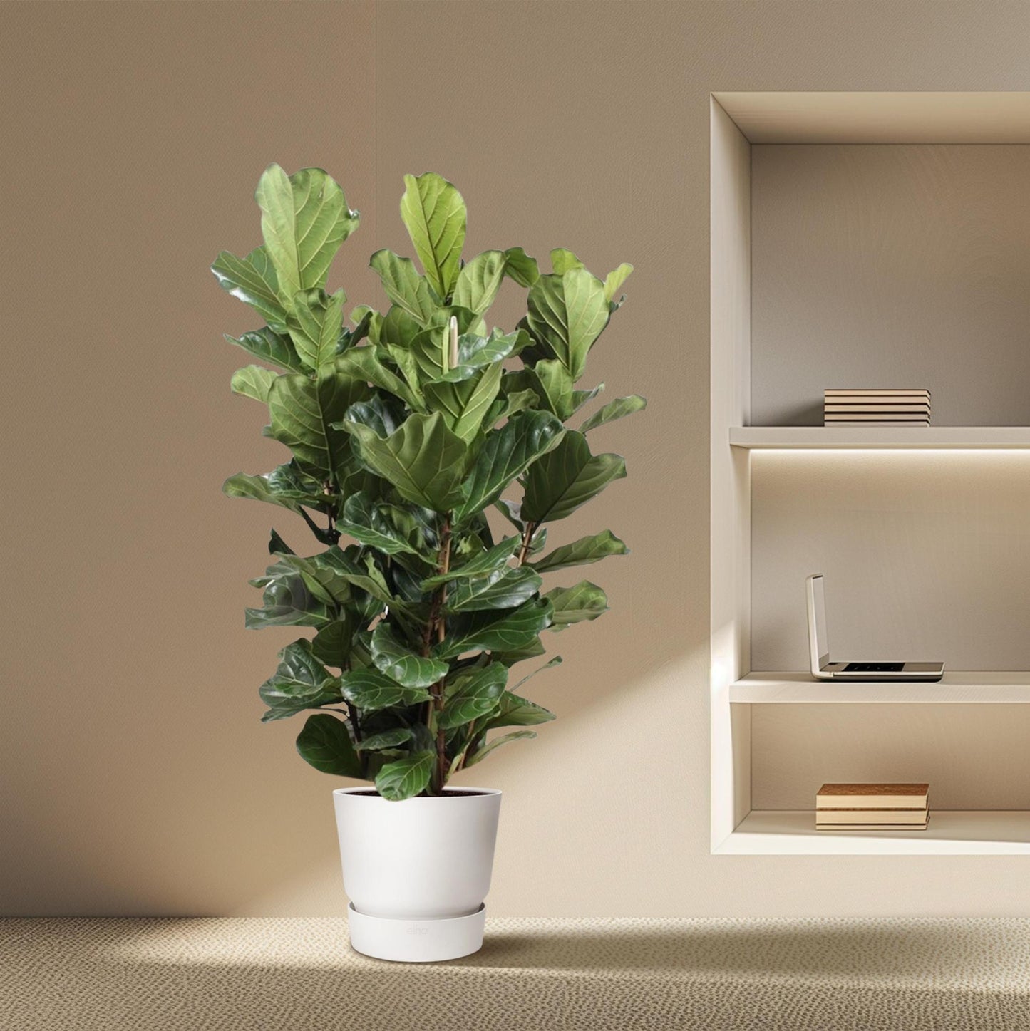 Ficus Lyrata struik XL - 200 cm - ø50