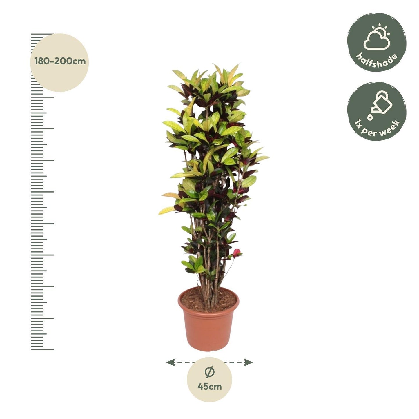 Codiaeum Iceton (Croton Iceton) - 190 cm - Ø45 cm | Prächtige Zimmerpflanze für Exotik und Eleganz