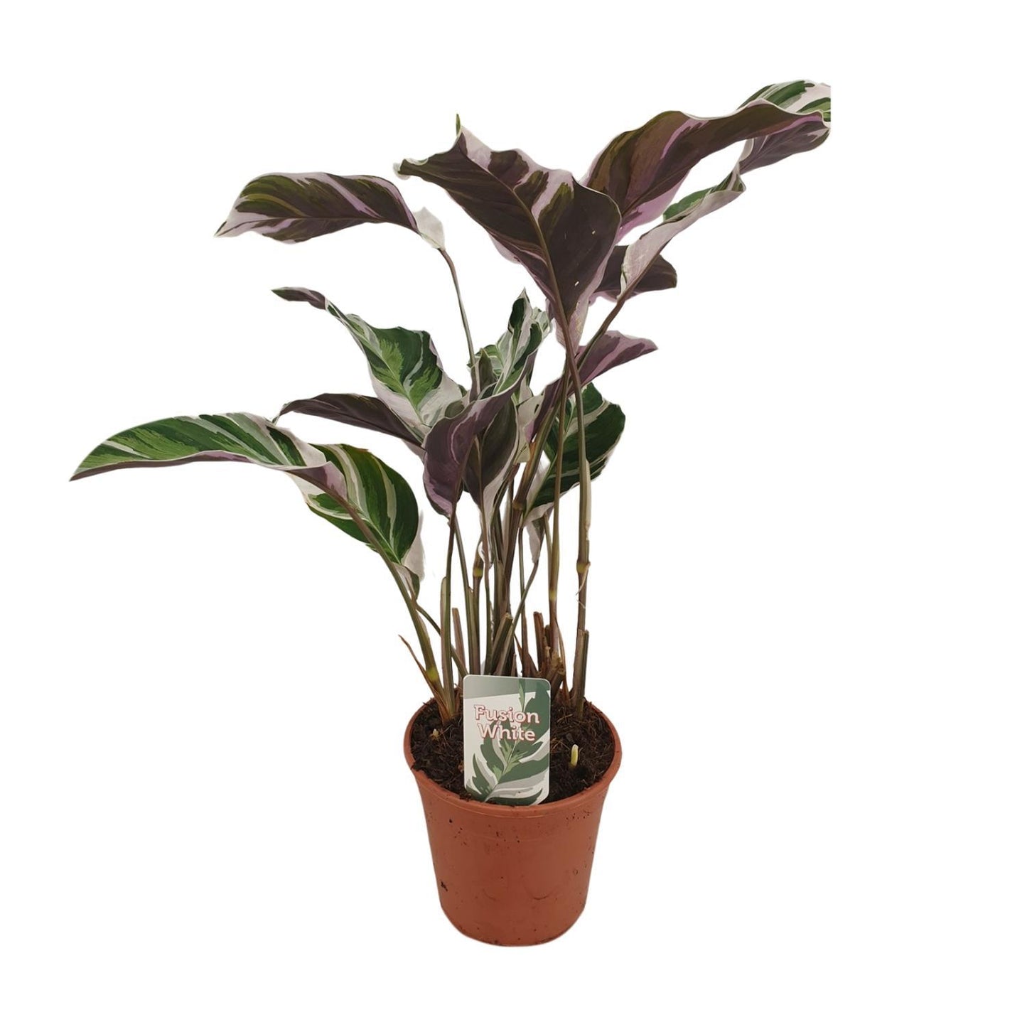 Calathea "weiße Verschmelzung" - Ø14cm - ↕40cm