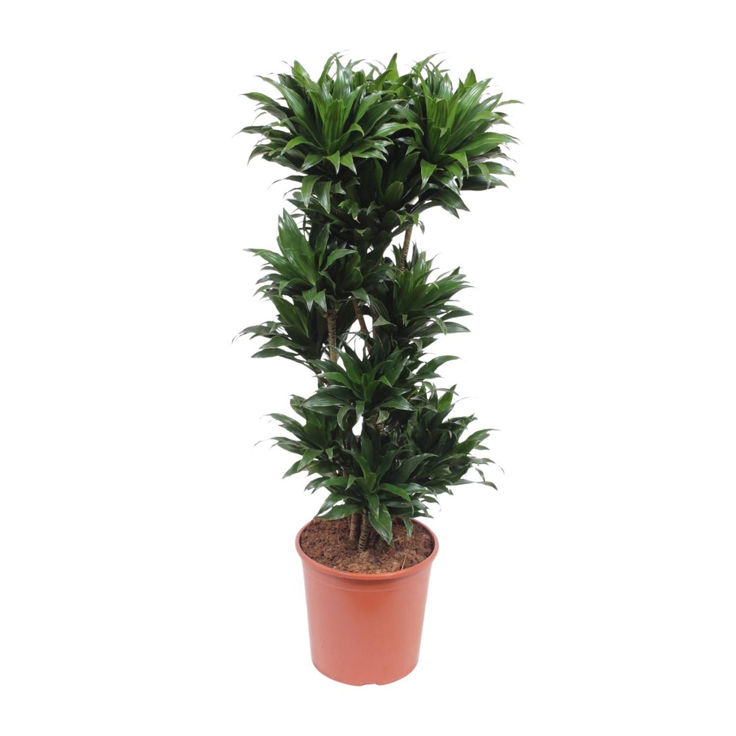 Dracaena Compacta - 140 cm - ø30