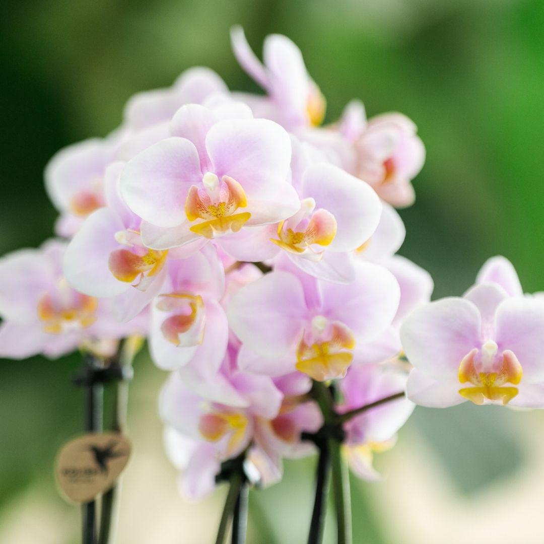 Rosa Phalaenopsis Orchidee - Andorra - Topfgröße Ø9cm | blühende Zimmerpflanze - frisch vom Züchter